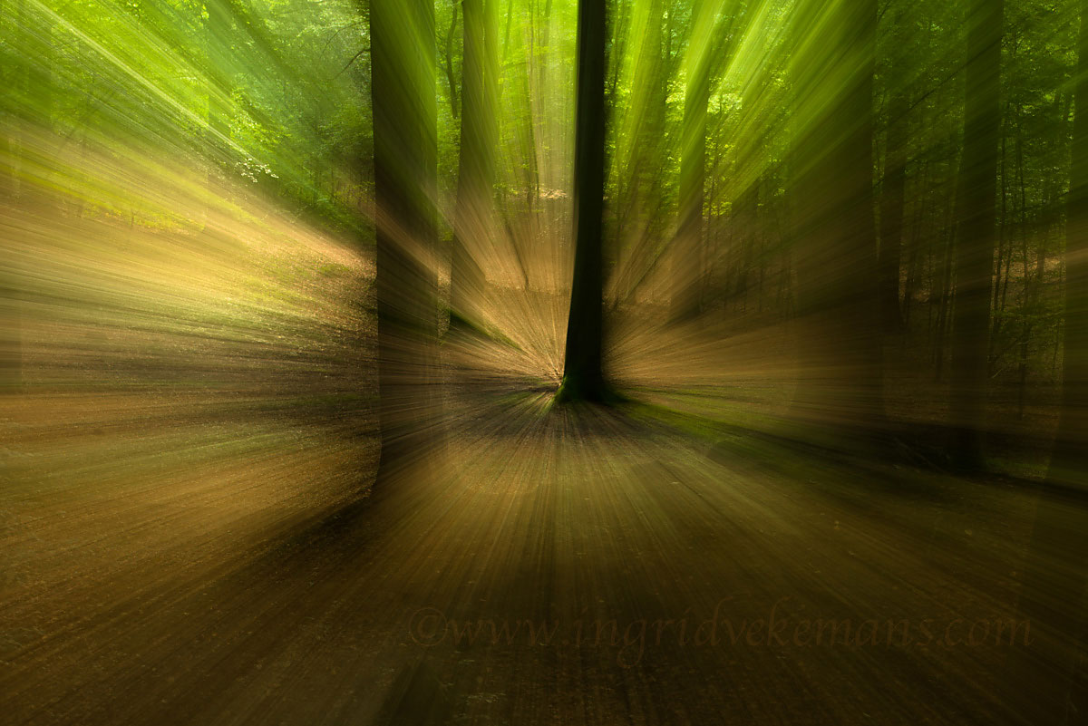 Magnetic Woods