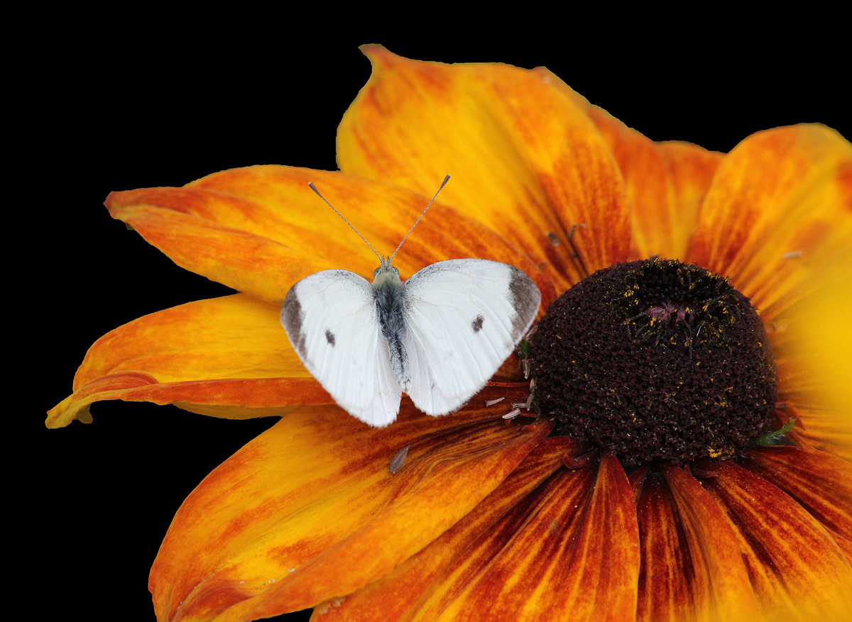 Wild White Butterfly