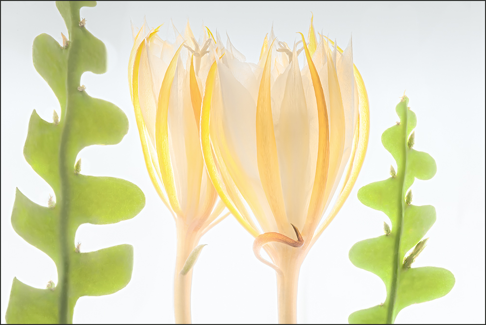 Translucent Epiphyllum