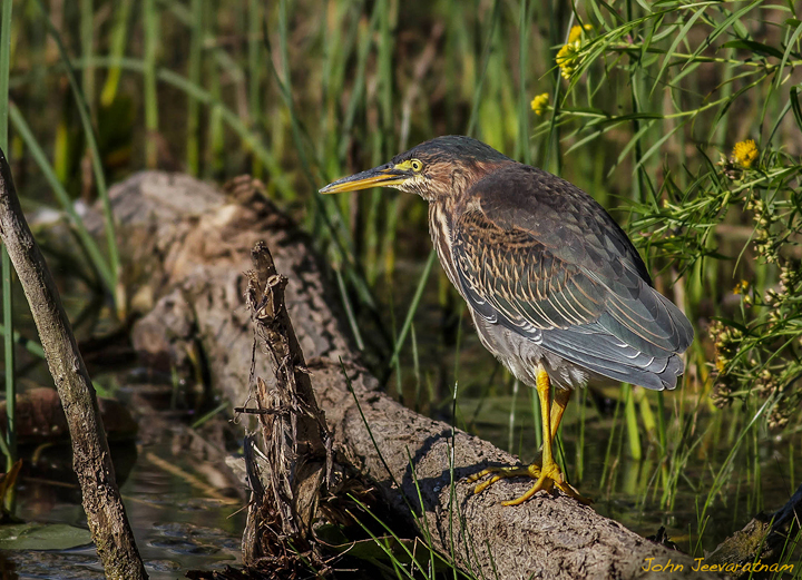 Green Heron