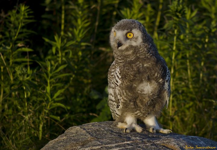 Baby Snowy Owl