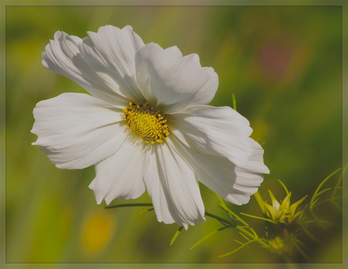 Late Bloom