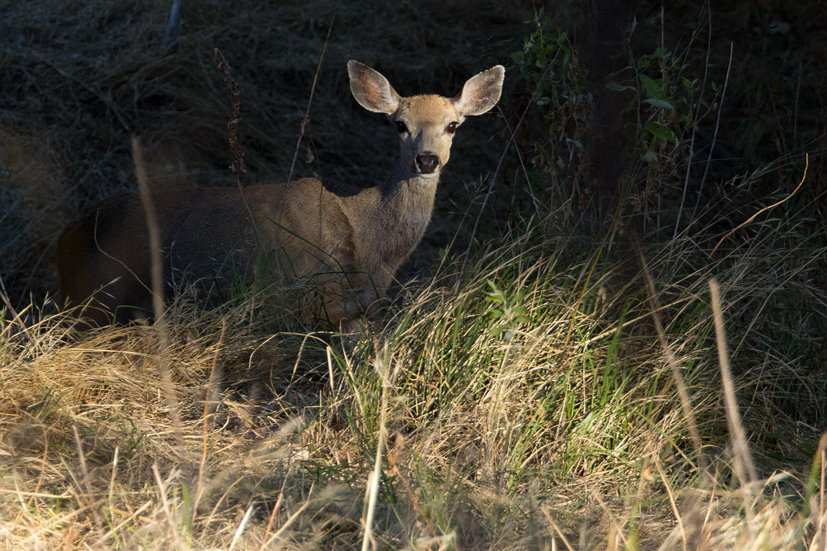 Sunshine