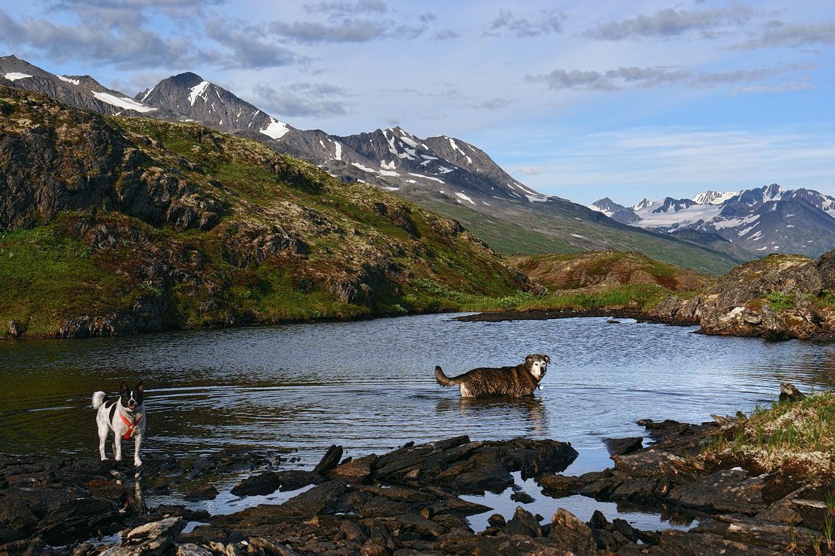 603 - Watering Hole #4
