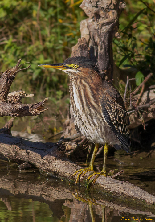 Green Heron