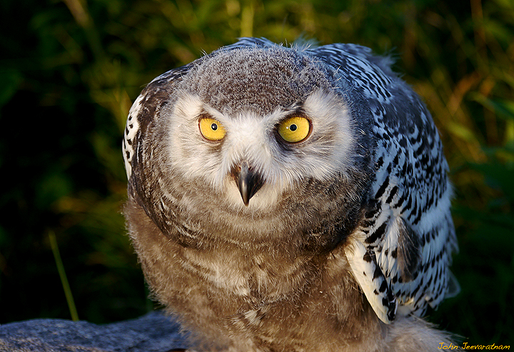 Baby Snowy Owl