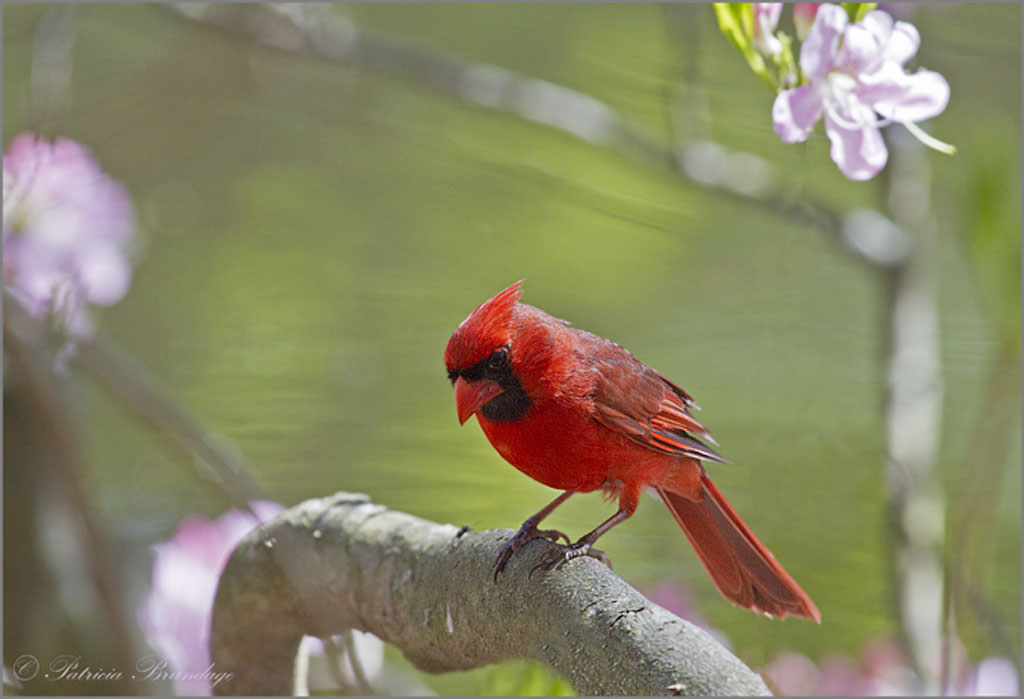 Cardinal