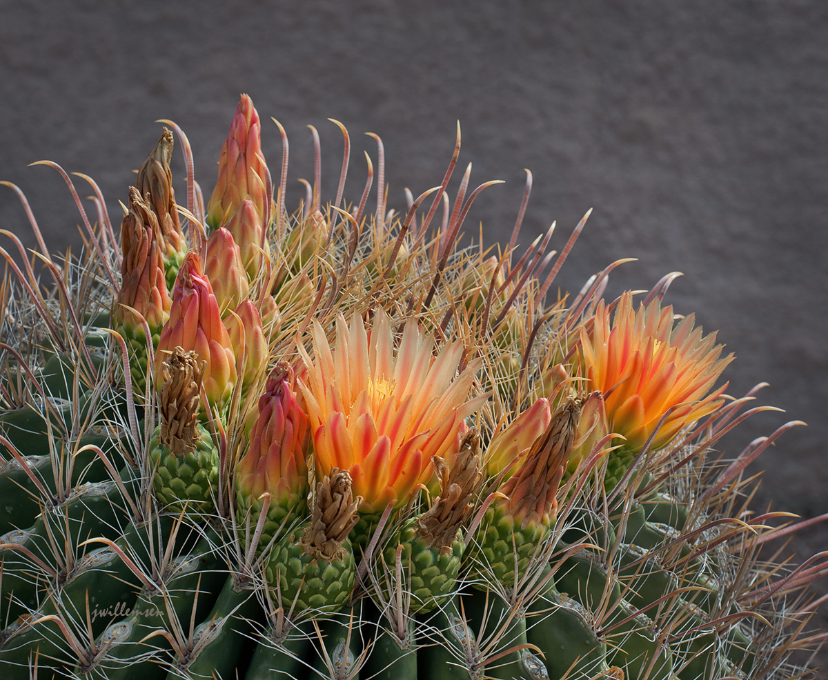 Barrel Cactus