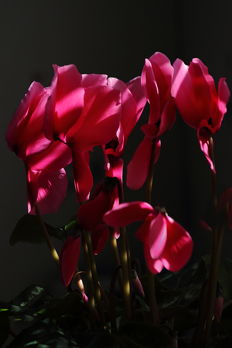 cyclamen