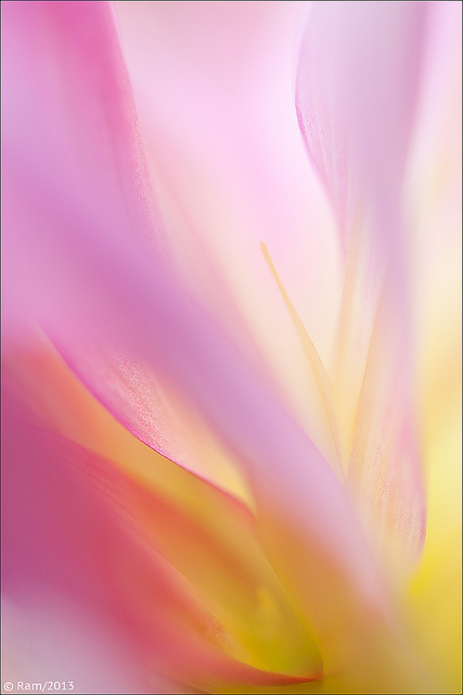 Dahlia Abstract