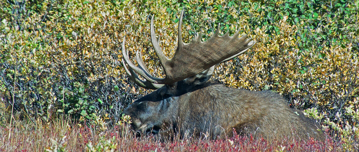 Alaskan Moose