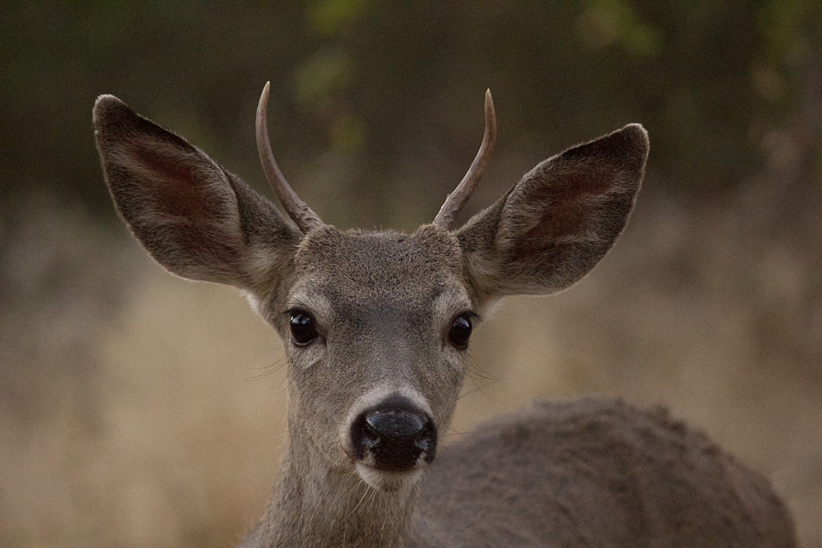 The Brave Little Buck