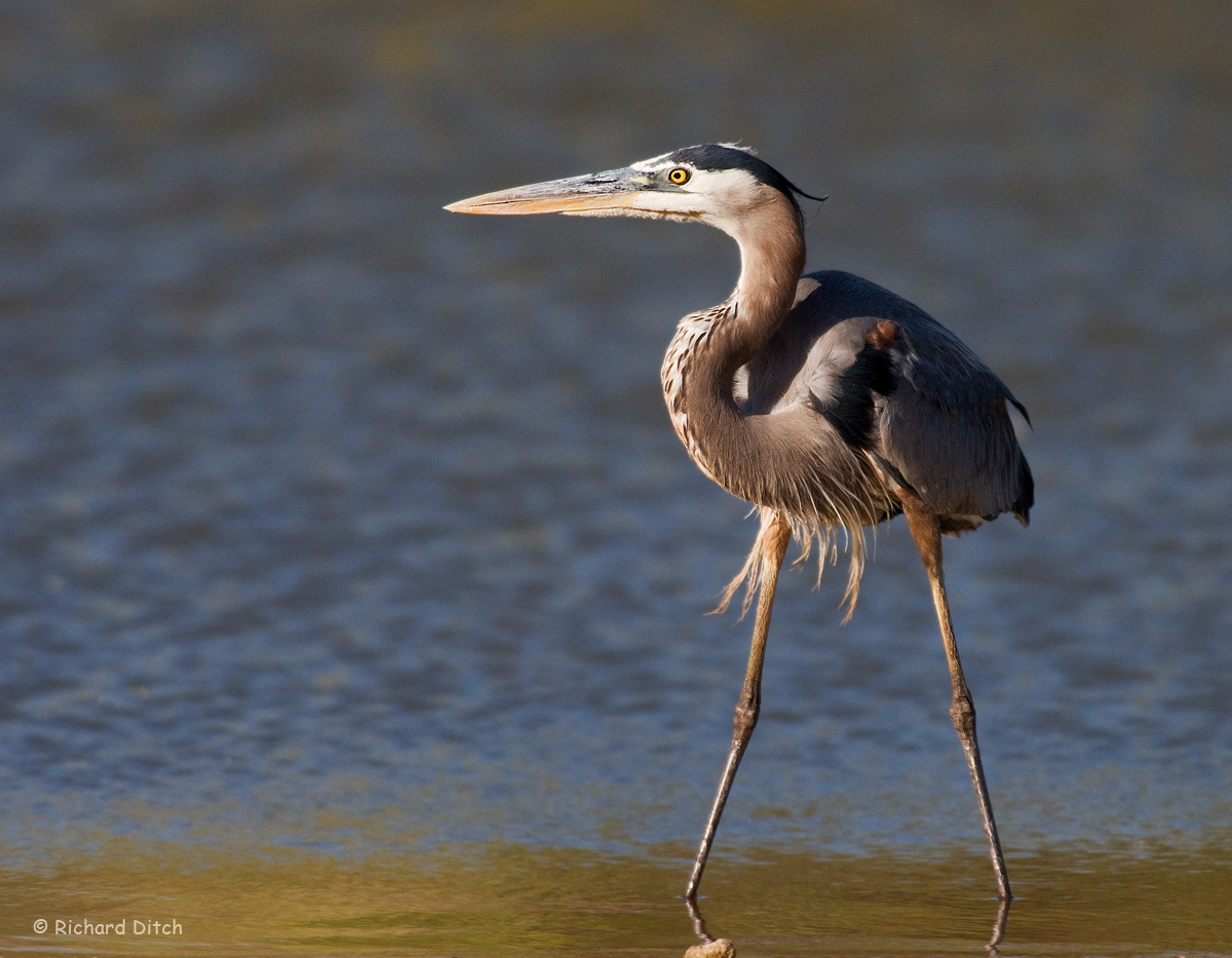 Great Blue Heron