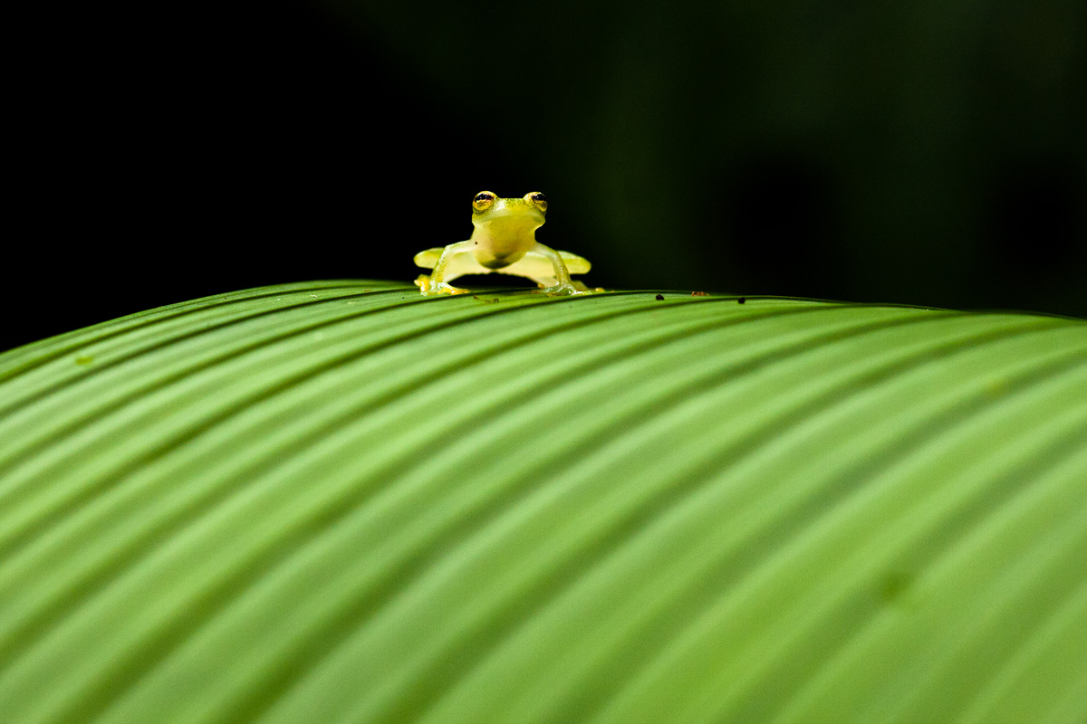 Big world, small frog