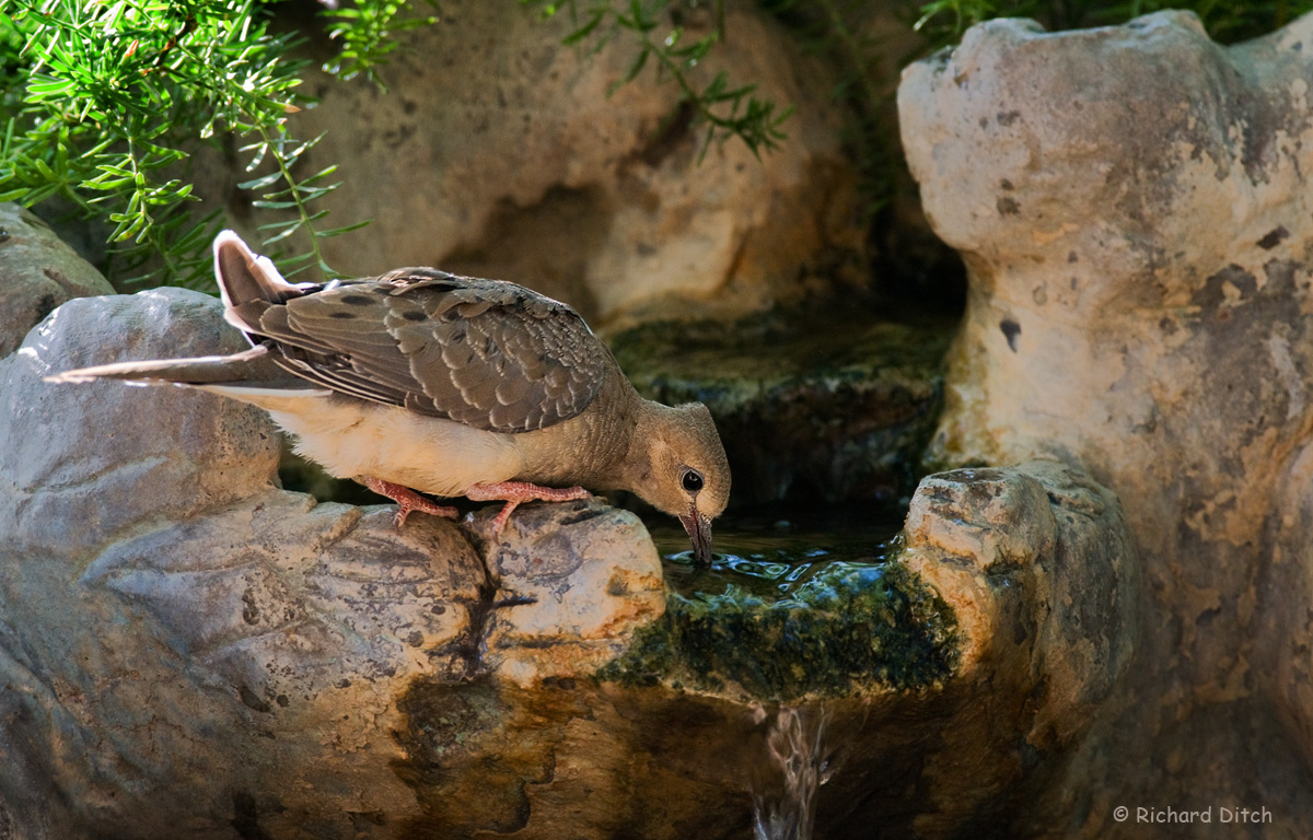 WC 604 - Mourning Dove