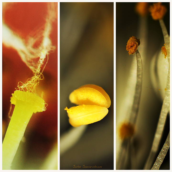 Pollen Tryptych