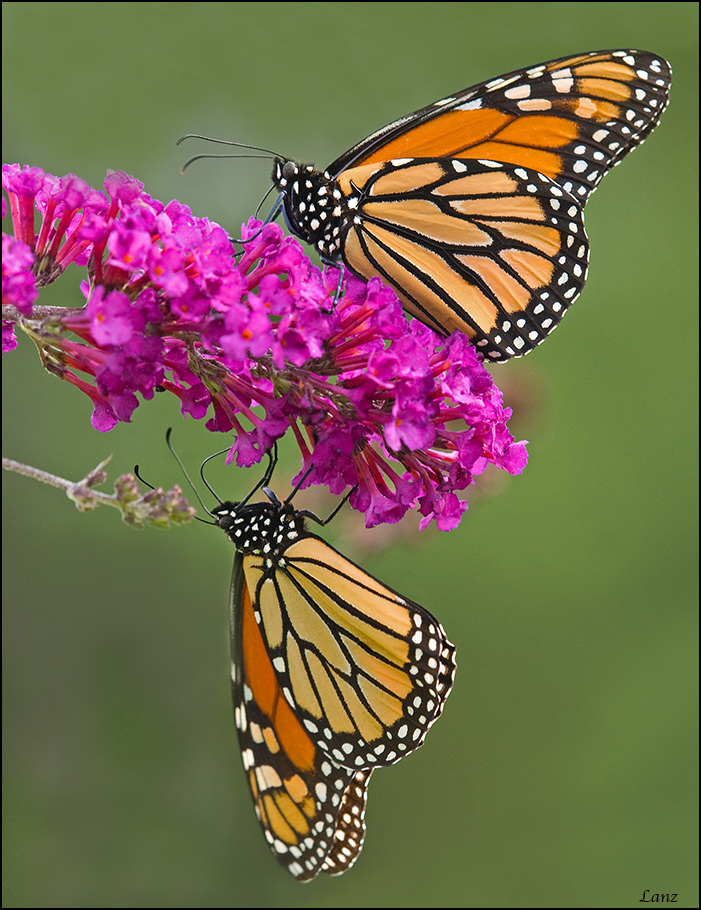 Mirrored Monarchs