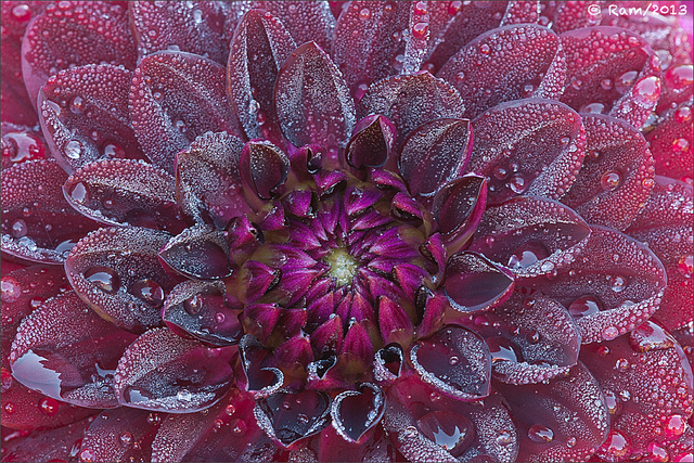 Overload of Dew