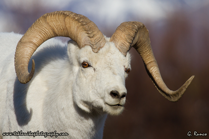 Dall Ram Portrait