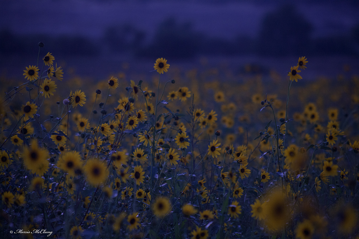 Mood Indigo