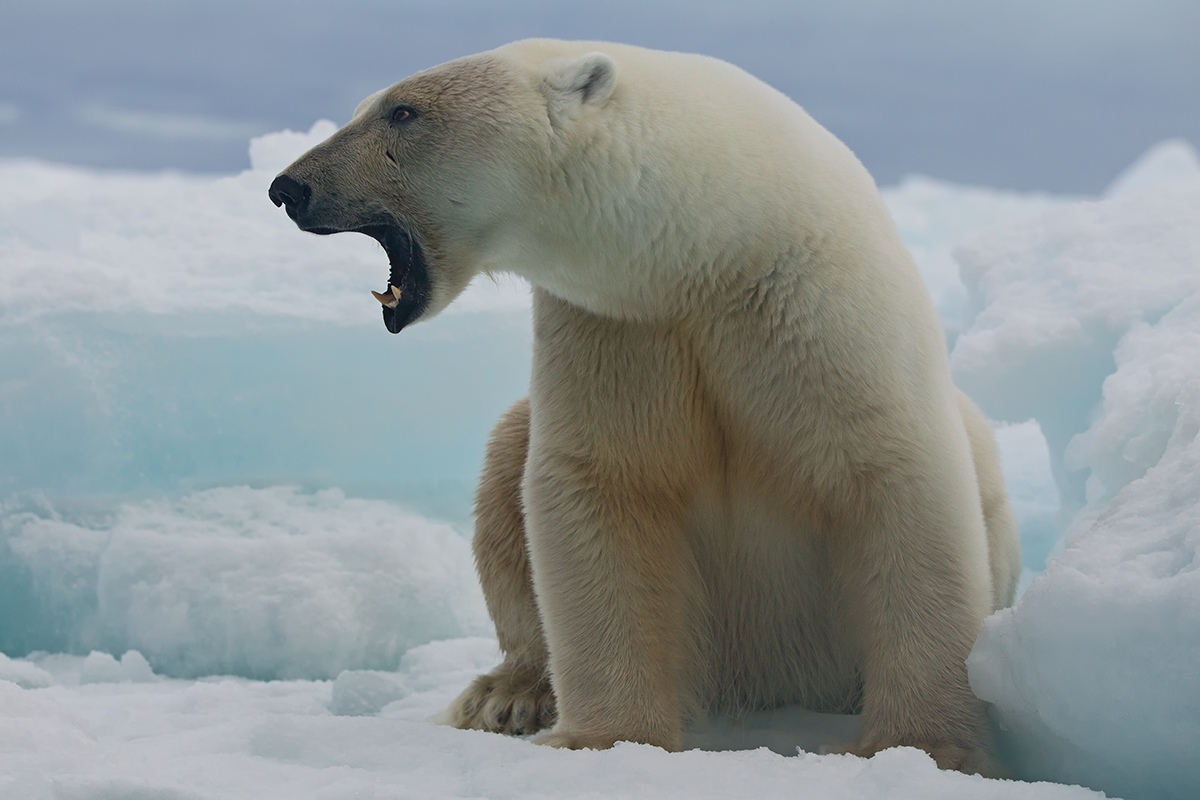 Back from Svalbard