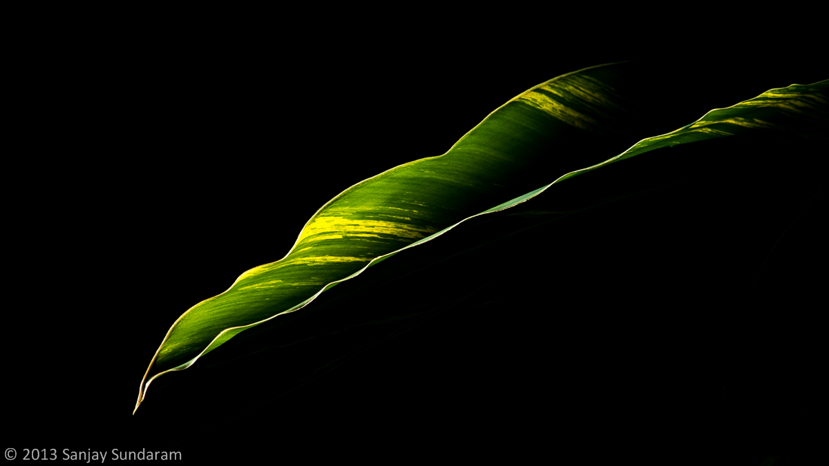 Waves of Green