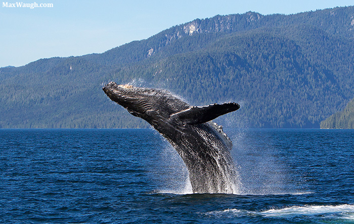 Breaching Humpback