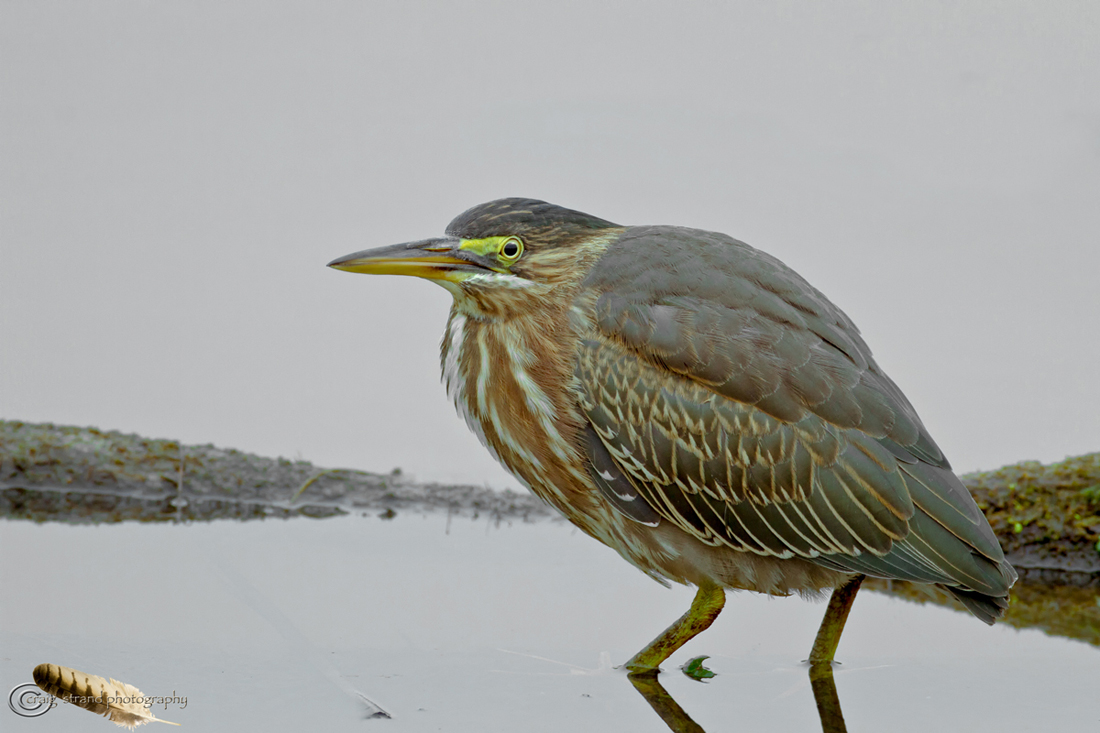 Green Heron
