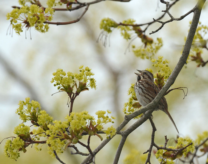 A Spring Song