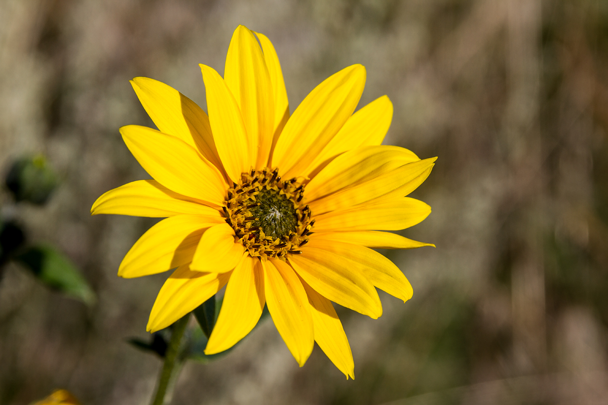 Fall Flower