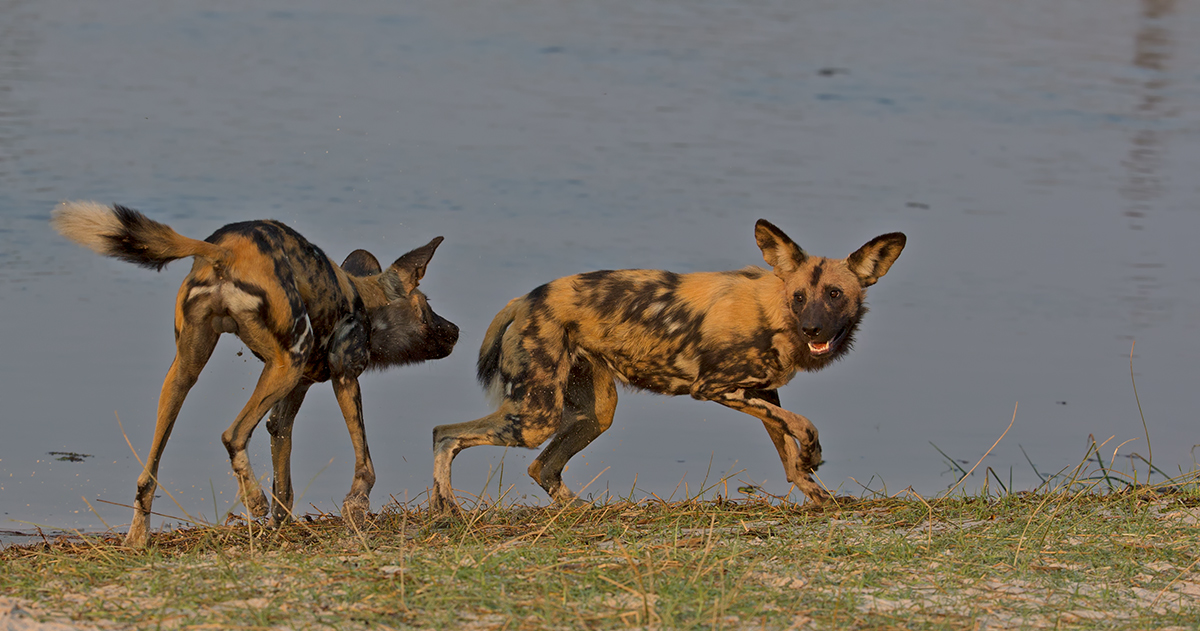 Wild Dog Play Again