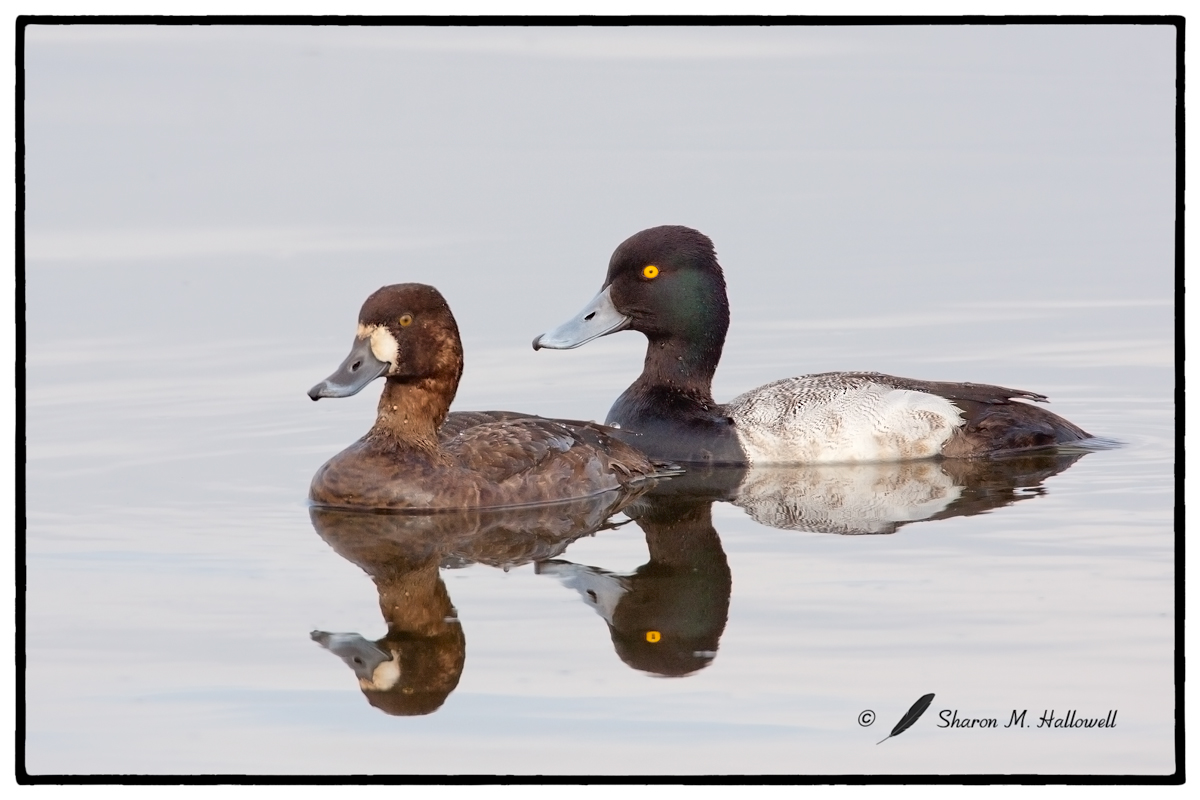 L Scaup Pair