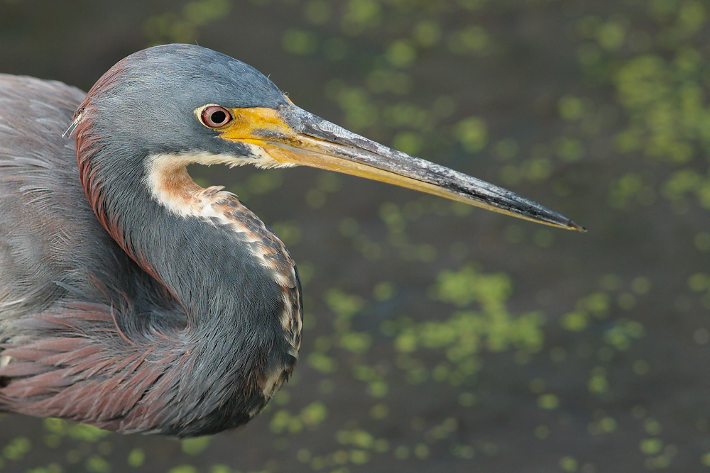 Tricolor Adult Portrait
