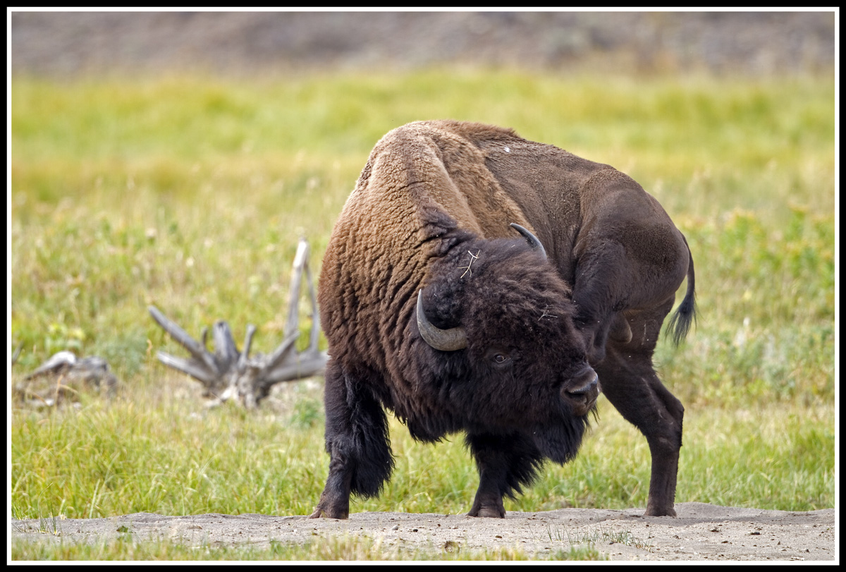 Lamar Valley Bison