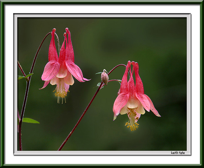 Double Red Columbine