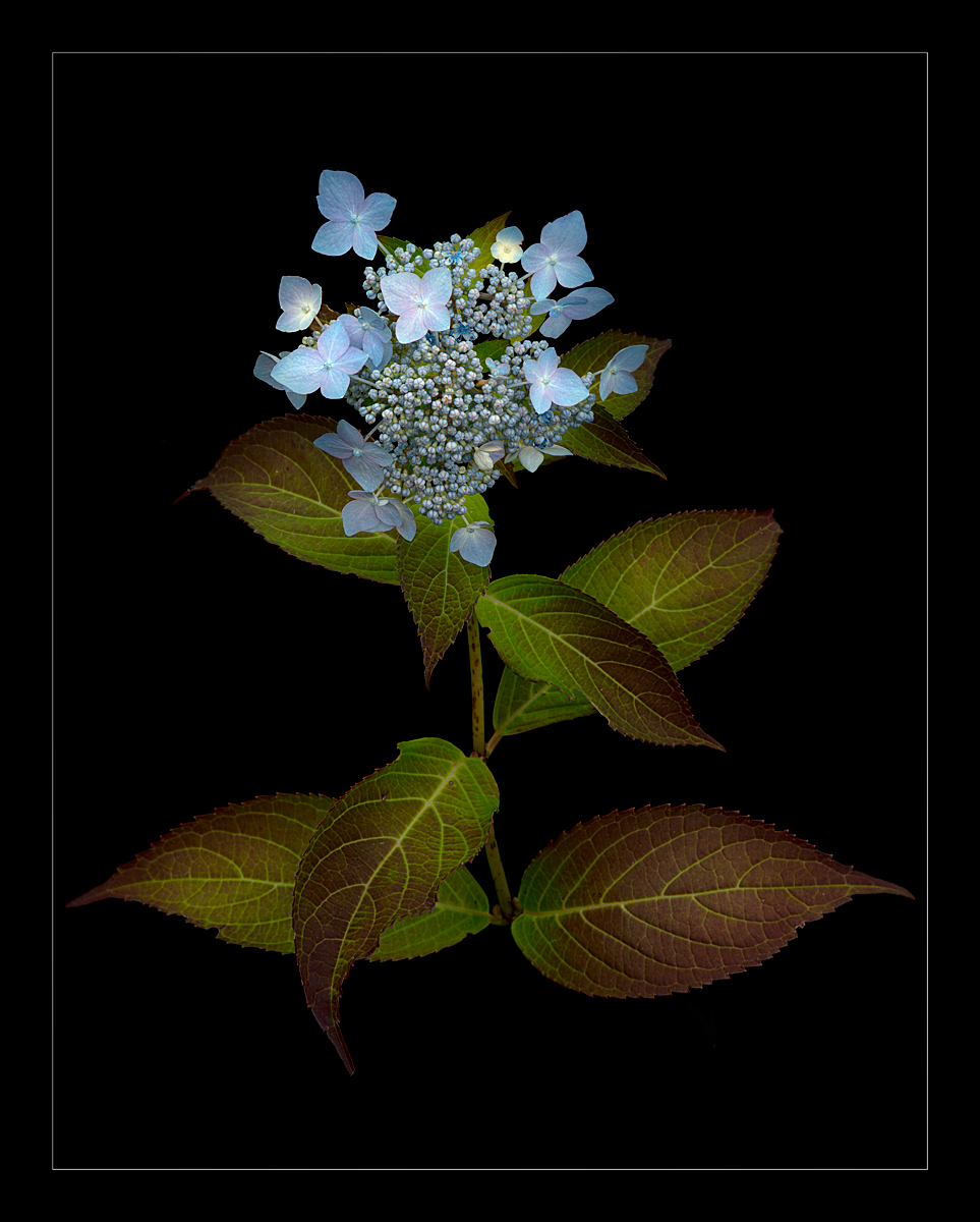 Last of the Hydrangeas