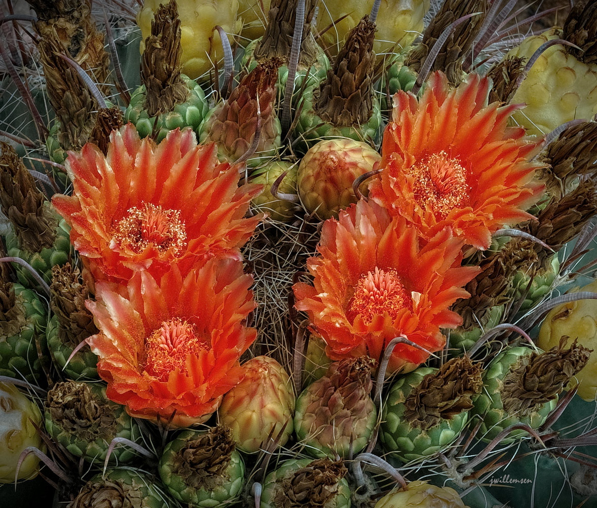 Barrel Cactus on Fire