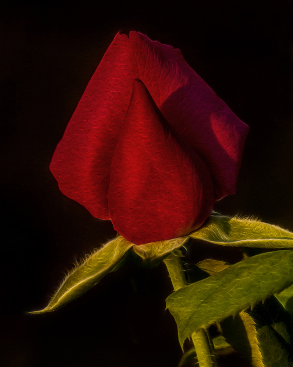 Filtered Rose with repost