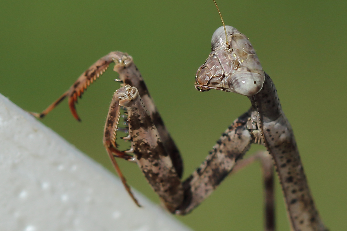 Mantis #2