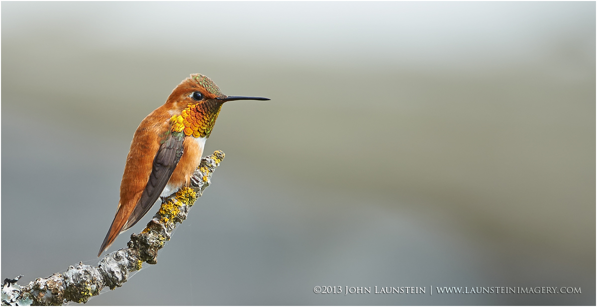 Ruffled Rufous