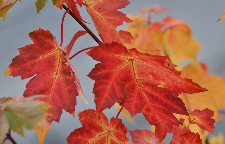 Fall Intimate-scape, repost