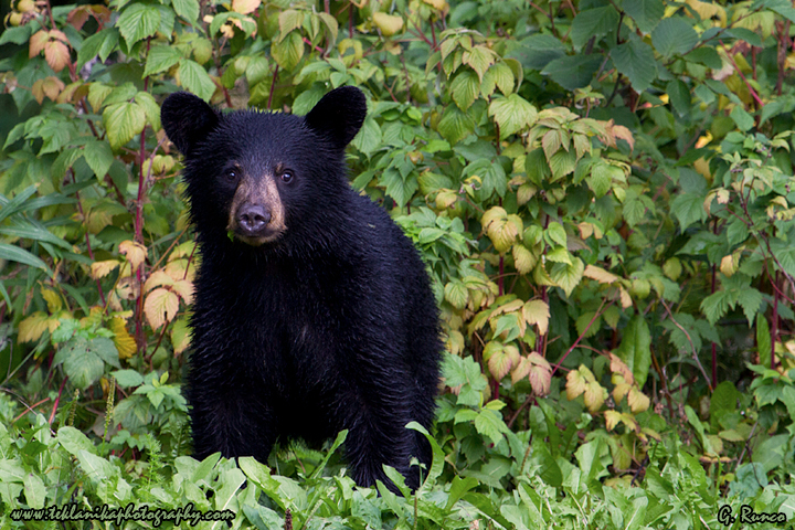 Black Bear Cub