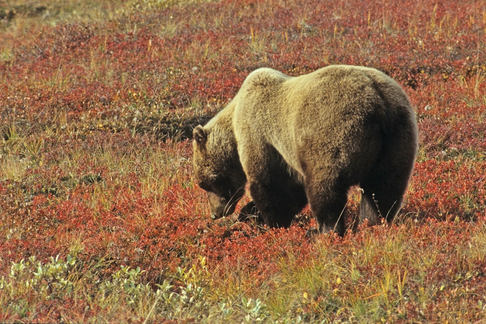 Feeding grizzly  re-pst