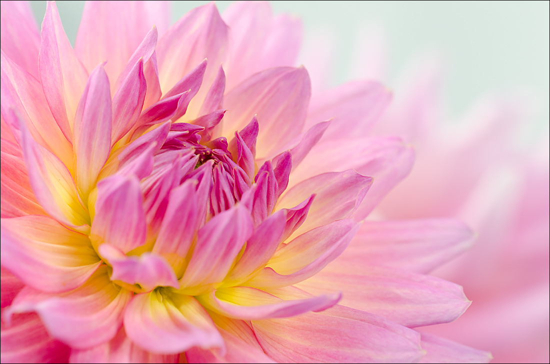 Dahlia - 3 versions
