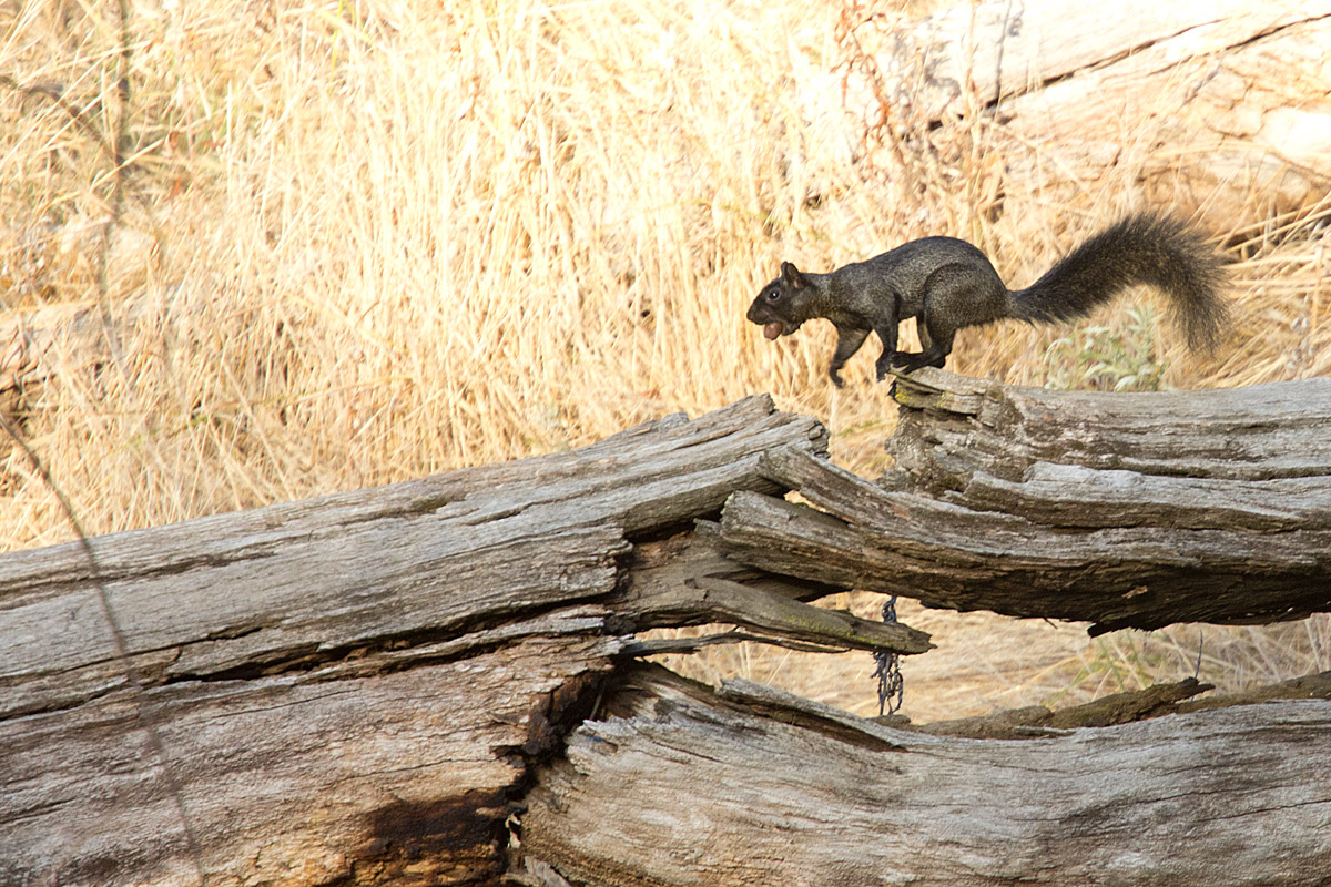 An Unusual Squirrel