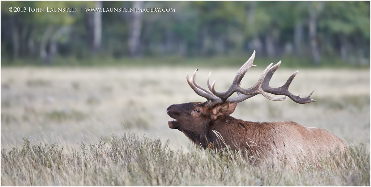 Bedded Bull