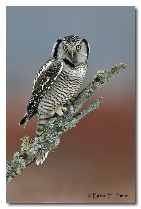 Northern Hawk-Owl