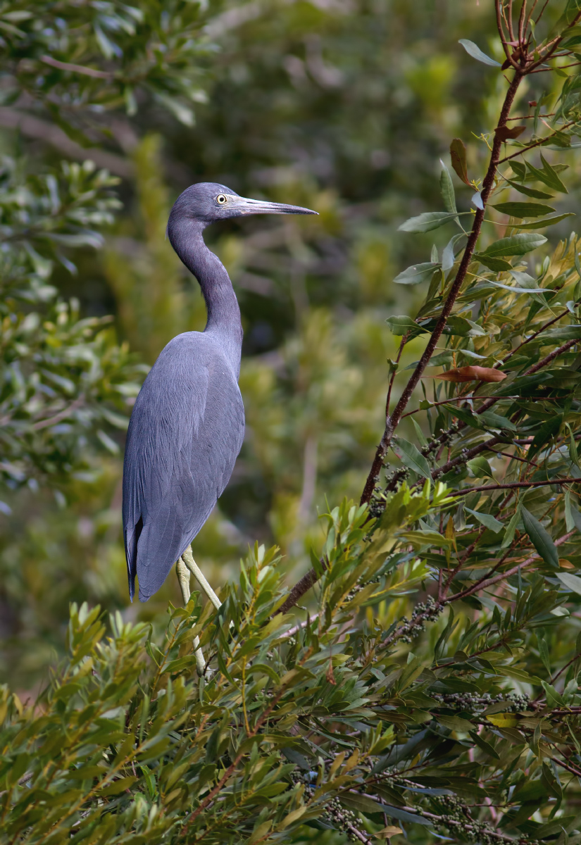 Little Blue Heron
