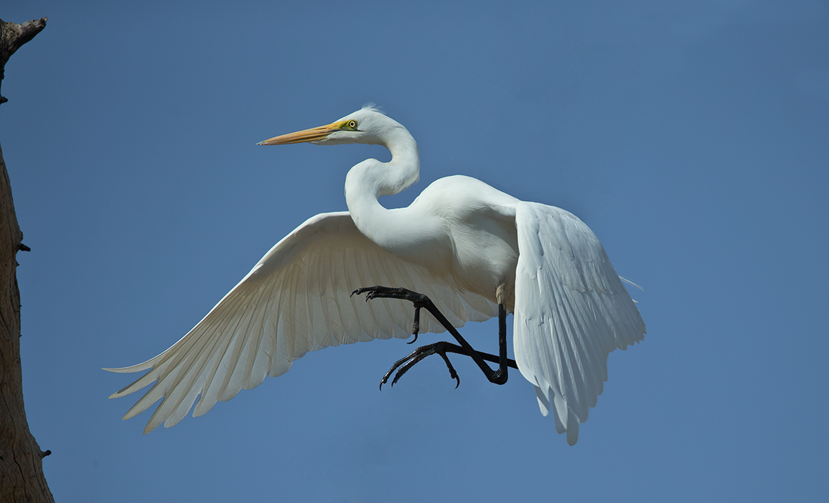 Great White Egret