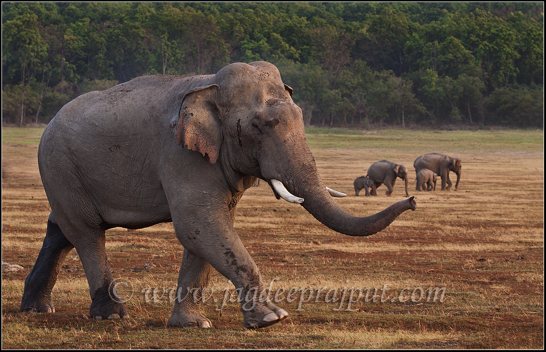 Double masth Tusker